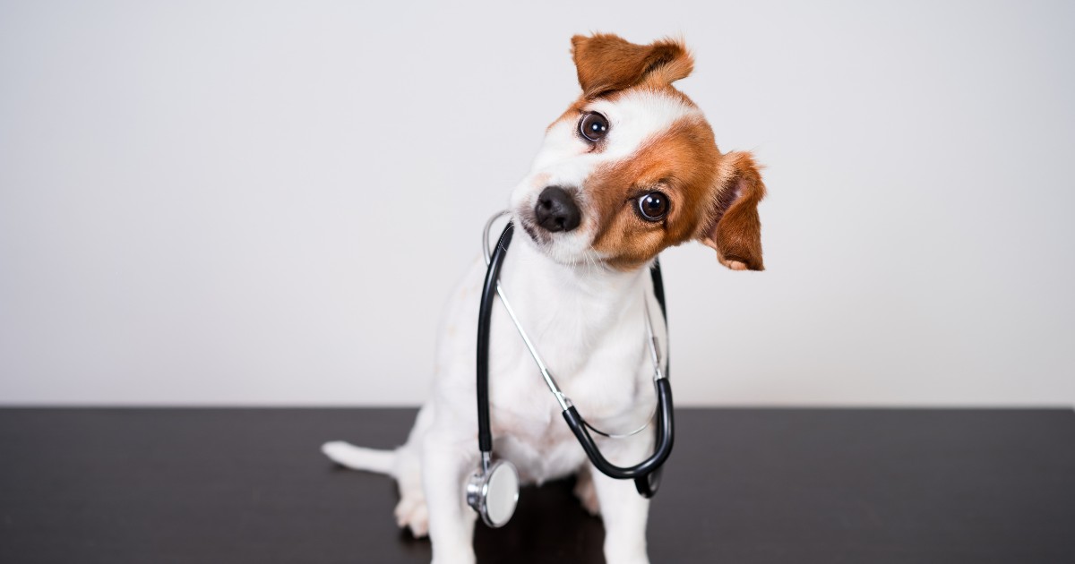 Unaccredited Vet Tech Systems, Abnormal Follow Acts & The Trail Ahead for Technicians