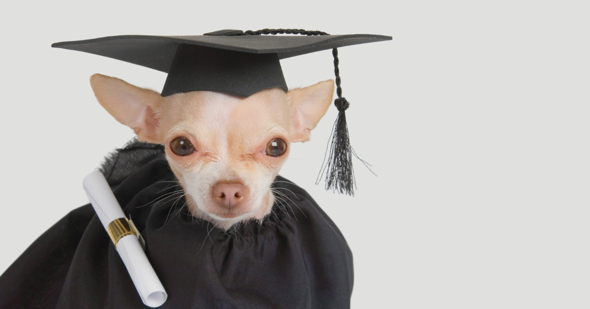 Grasp’s Levels, Mid Degree Practitioners, and the Long run of Veterinary Technicians