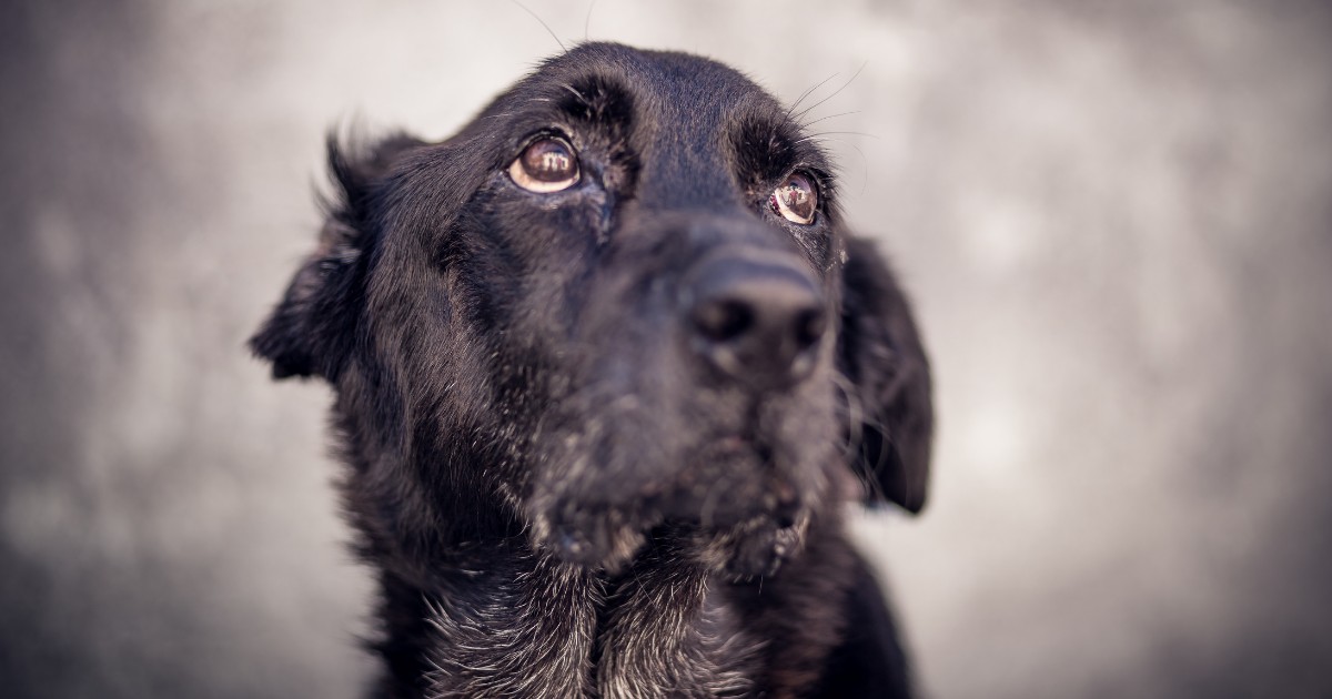 When Puppy Homeowners Don’t Imagine in Euthanasia