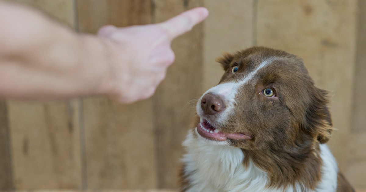 What Occurs in a Veterinary Board Criticism?