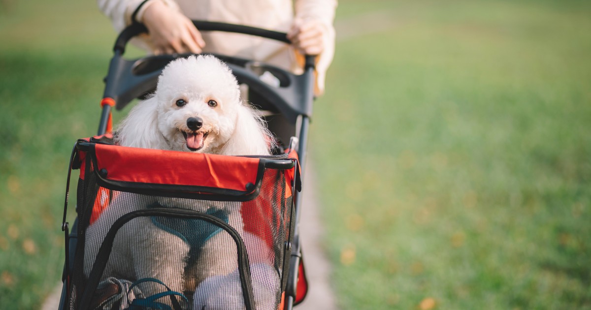 What Does the Trendy Puppy Proprietor In fact Need?