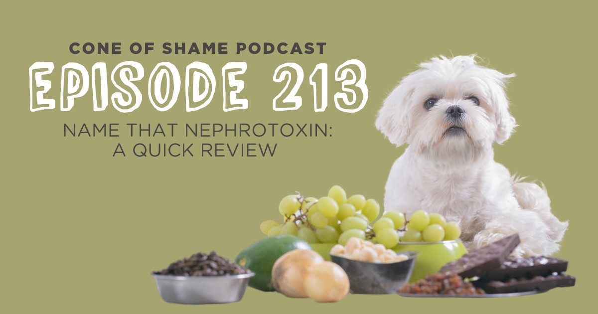 small white dog sitting with multiple toxic foods
