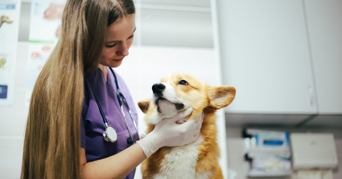 Translating Human Clinical Studies to Vet Med