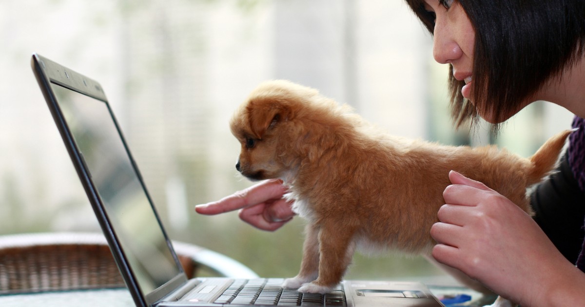 A Puppy Well being Platform to Save Your Crew Time