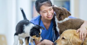 veterinary professional working with multiple happy dogs and puppies