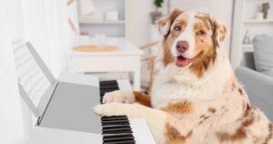 australian shepherd dog playing keyboard piano