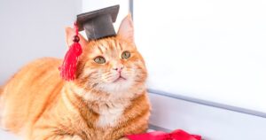 orange cat wearing graduation cap