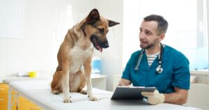 dog looking over paperwork clipboard with veterinarian