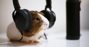 guinea pig wearing headphones