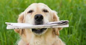 golden retriever dog holding newspaper in mouth