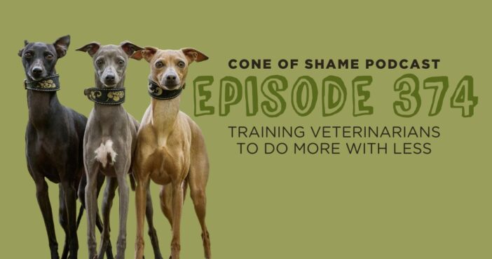 three italian greyhound dogs of different colors standing together