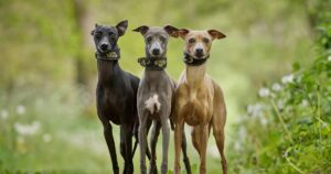 three italian greyhound dogs of different colors standing together