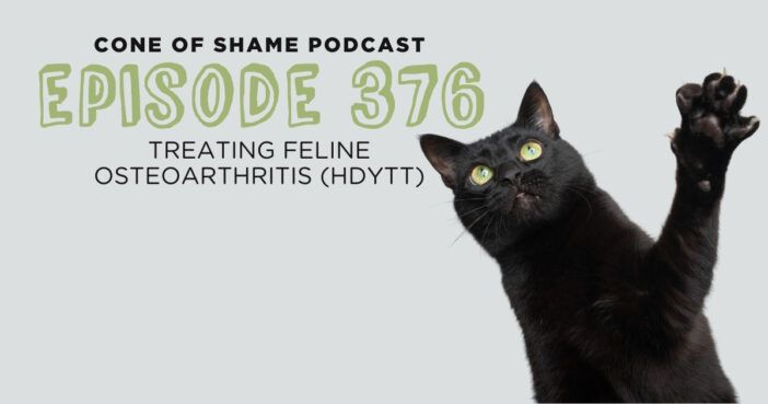 black cat reaching up with front paw