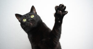 black cat reaching up with front paw