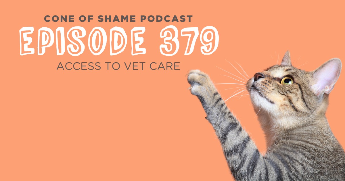 tabby cat reaching up with paw