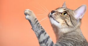 tabby cat reaching up with paw