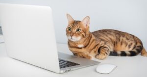 cat looking at laptop computer
