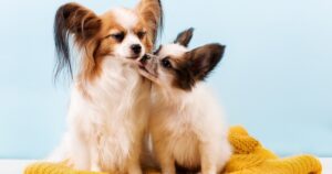 papillon mother dog with puppy