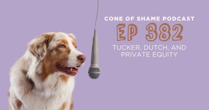 australian shepherd dog with microphone