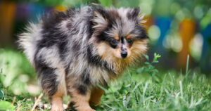 Pomeranian dog going potty outside in grass