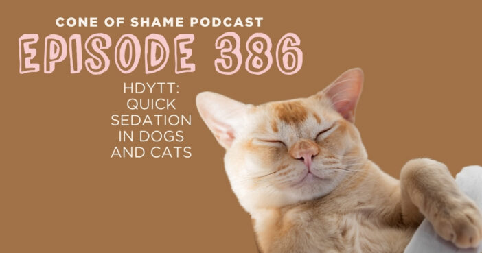 orange and white cat sleeping comfortably on pillow with blanket