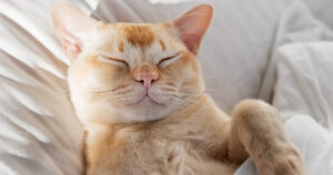 orange and white cat sleeping comfortably on pillow with blanket