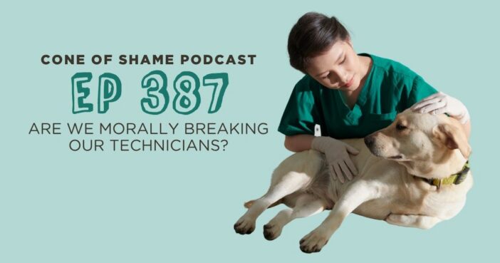 veterinary technician caring for labrador dog