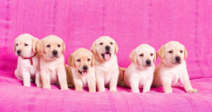 six blonde labrador puppies that all look alike sitting in a row