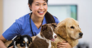young veterinarian wearing scrub and stethoscope holding several different dogs
