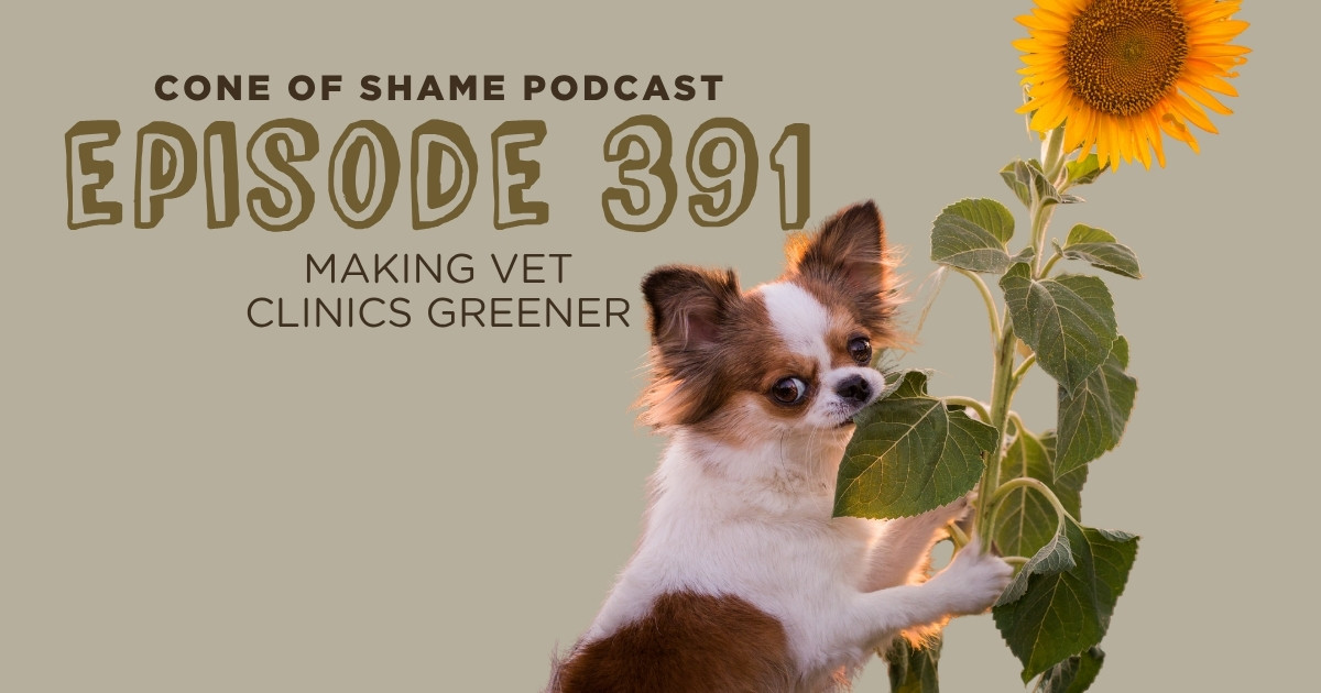 long-haired chihuahua in a field holding on to a large sunflower stalk