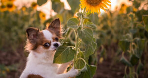 long-haired chihuahua in a field holding on to a large sunflower stalk