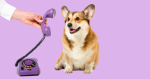 doctor holding purple corded phone up to the ear of a corgi dog