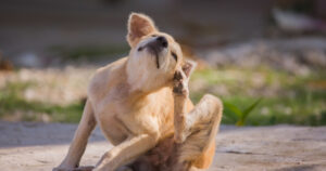 itchy puppy scratching at ear