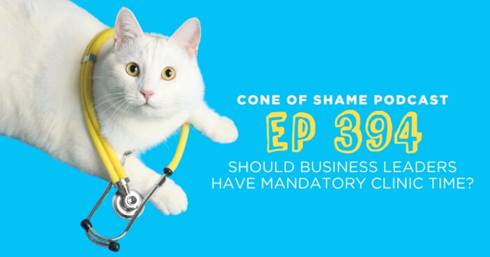 white cat wearing yellow stethoscope looking at camera