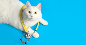white cat wearing yellow stethoscope looking at camera