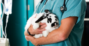 veterinarian or veterinary technician holding a black and white rabbit in arms in a hospital setting
