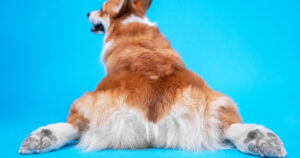 behind of a corgi laying down with legs splayed out