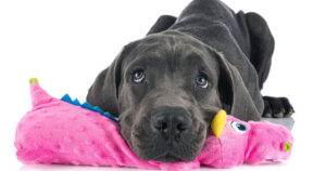 great dane dog laying on toy