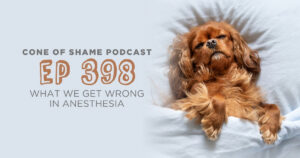 cavalier king charles spaniel dog laying in a comfy bed with fluffy pillow looking sleepy