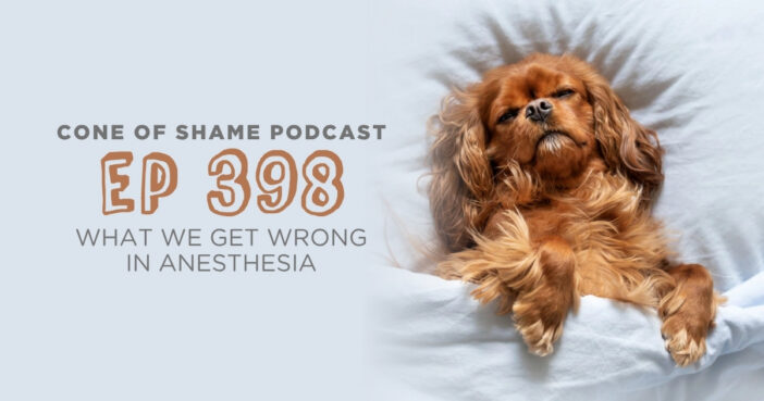 cavalier king charles spaniel dog laying in a comfy bed with fluffy pillow looking sleepy