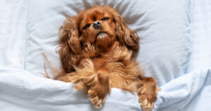 cavalier king charles spaniel dog laying in a comfy bed with fluffy pillow looking sleepy