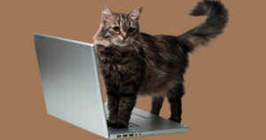 fluffy tabby cat standing on laptop computer