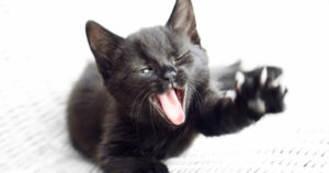 black kitten yelling and putting paw up to stop