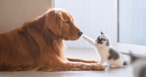 young kitten reaching up to boop adult golden retriever dog