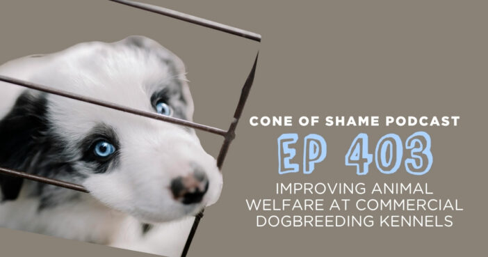 australian shepherd puppy behind bars of kennel cage