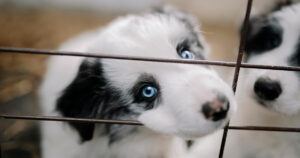 australian shepherd puppy behind bars of kennel cage