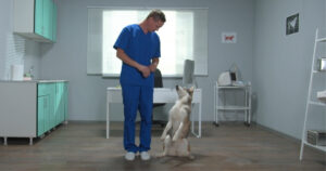 veterinarian and husky dog standing next to each other looking at each other in exam room