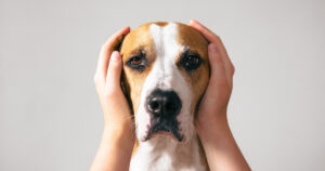 hands covering dog's ears