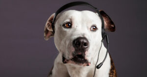dog wearing telephone headset and looking worried