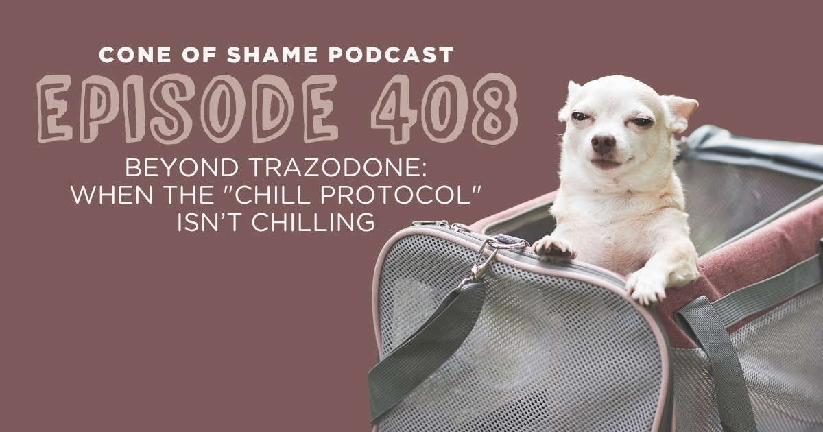 Chihuahua looking slightly sedated sitting in pet carrier